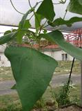 Vigna unguiculata sesquipedalis